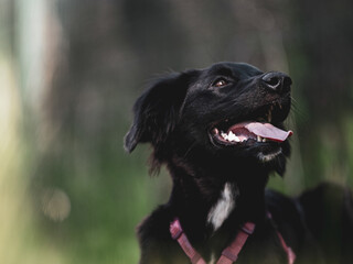 black dog playing in the park and getting food