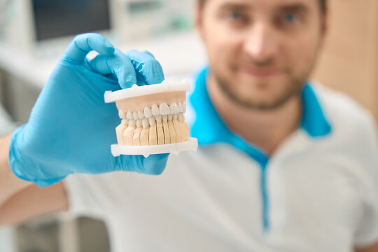 Professional dentist showing model of the oral cavity