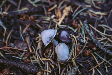 Shot of wild purple mushrooms - Mushroom foraging in the Rocky Mountains