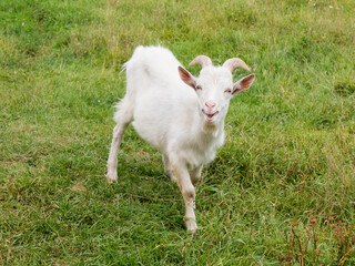 Curious white furry goat stands in a pasture. Goat growing