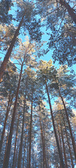 Fototapeta premium treetops in the forest against the blue sky