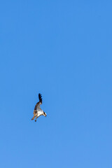 Osprey hover at a blue sky