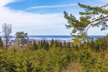 Obraz premium View towards a lake by a spruce forest