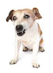 small Funny dog disgust, denial, disagreement face. Don't like that. grins  teeth pet. White...
