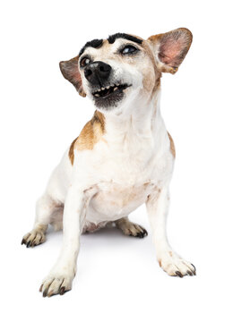 Funny dog sits upright on white. sarcastic judgmental haughty look. growls looking at camera with big black eyebrows. Amusing funny animal pet on white emotions theme photos series 