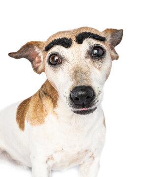 Silly adorable dog face close up portrait with big funny black eyebrows. Cute eyes looking at camera. White background. Funny animals theme photo