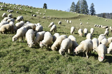 redyk, owce, barany, wypas, hala, Pieniny, jesień, park, tradycja, 