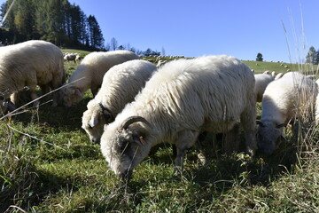 redyk, owce, barany, wypas, hala, Pieniny, jesień, park, tradycja, 