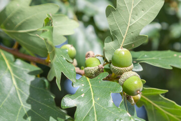 Eicheln an einer Eiche (Quercus)