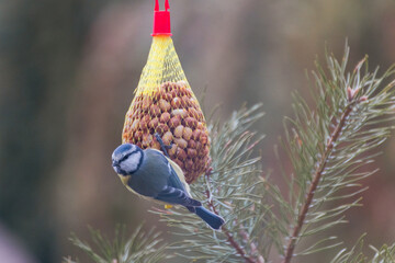 Bird on food stadion in the nature