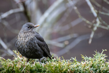 Bird on food stadion in the nature
