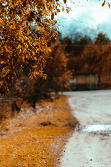 autumn in the park