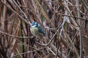 Bird on food stadion in the nature