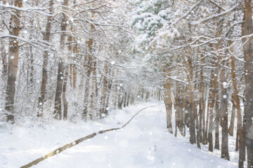 Fototapeta premium winter forest in the snow