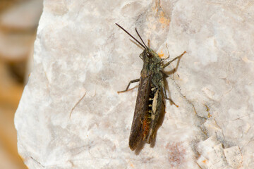 Nachtigall-Grashüpfer (Chorthippus biguttulus) 