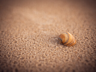 Muschel im Sand