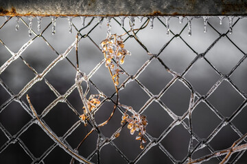 Autumn leaves in ice on Frozen iron mesh fence, winter, ice, macro, december, january, frost