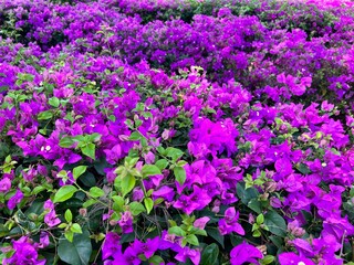 purple and yellow flowers