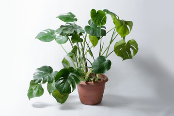 Monstera plant on a white background.