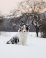 Funny border collie dog in snow