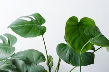 Close up shot of a Monstera plant on a white background.