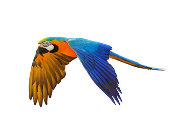 Fototapeta premium Colorful flying parrot isolated on transparent background.