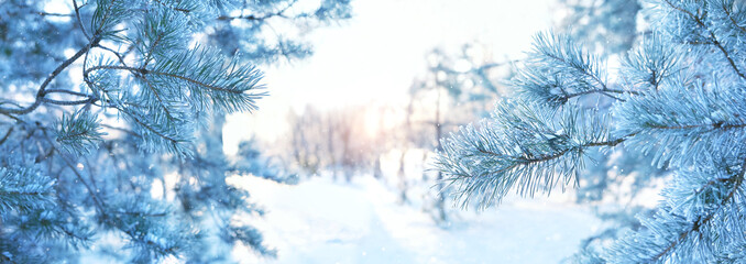 snowy pine tree branches close up, natural winter background. Beautiful winter seasonal landscape. frosty cold weather. Christmas, new year holidays. banner. template for design