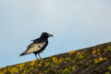 Leucistic Carrion crow aka Corvus corone, black bird with white wing on rooftop.