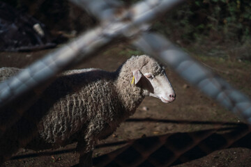 Retrato de oveja tras reja en el campo © MiguelAngelJunquera