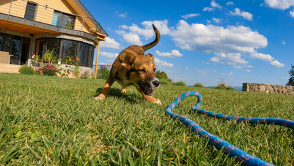 CLOSE UP: Mixed breed puppy playing tug of war in the garden on a sunny day