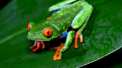 volcano red eyed tree frog on a leaf