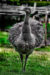 Ostrich nandu laso known as Darwin`s rhea. Latin name - Pterocnemia pennata	