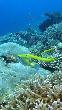 Vertical video of Yellow boxfish (Ostracion cubicus) followed by 2 yellow trumpetfish (Aulostomus chinensis) swimming over healthy coral reef