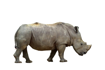 Fototapeta premium Formidable of rhinoceros isolated on transparent background.