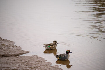 Pair of Anas crecca, teal. On river in Devon, UK.