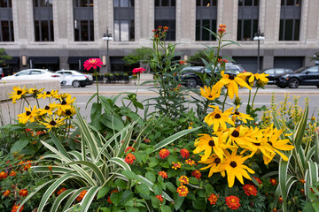 Beautiful and Colorful Flowers along a Downtown Chicago Street during the Summer