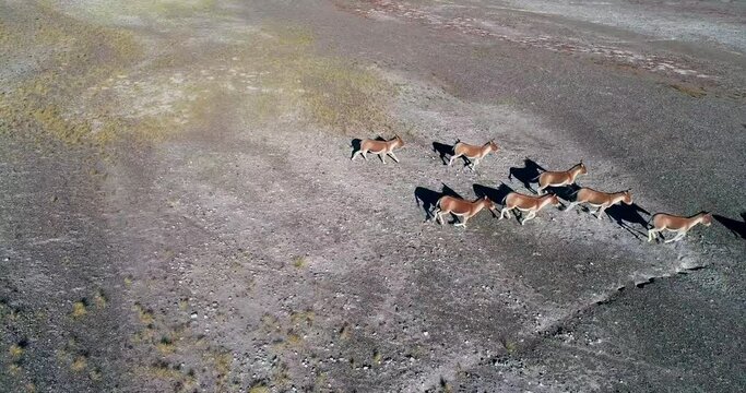 Kiangs in the Altun Mountain,Sinkiang,China