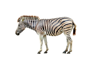 Zebra isolated on transparent background.