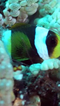 Vertical video of Young clark anemone fish (Amphiprion clarkii) in beaded anemone (Heteractis aurora)