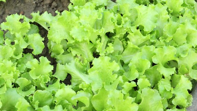  planting lettus leaf in a garden 