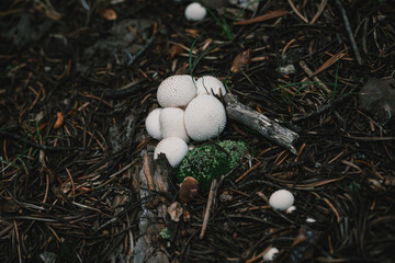 Detail shot of edible puffball mushrooms growing on a decaying log - Mushroom foraging in the Rocky Mountains