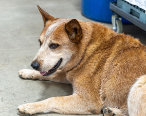 portrait of a dog