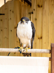 red tailed hawk