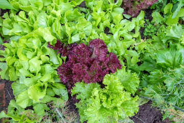 Red and green lettuce in the garden  - 552644055