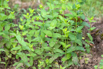 Mint growing in the garden
- 552644223