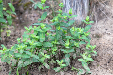 Mint growing in the garden

