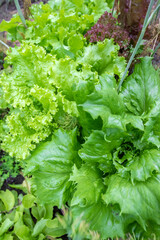 Red and green lettuce in the garden  - 552644270
