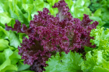 Red and green lettuce in the garden  - 552644278