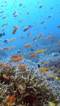 Vertical video of Healthy hard coral reef with cloud of colorful anthias