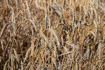 Wheat field close up in the sun - 552644497